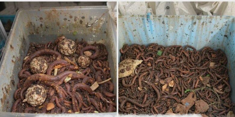 Common Mistakes to Avoid When Starting Worm Farming